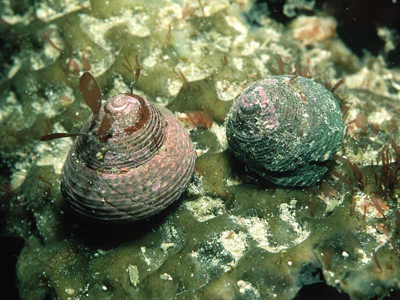 Gibbula cineraria